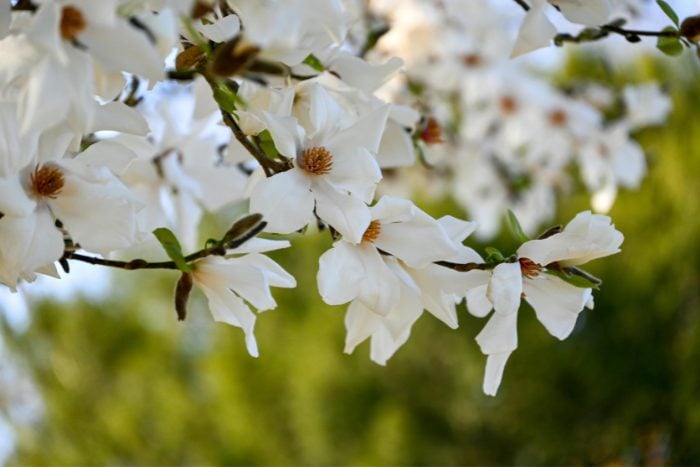 Canva画像　マグノリア