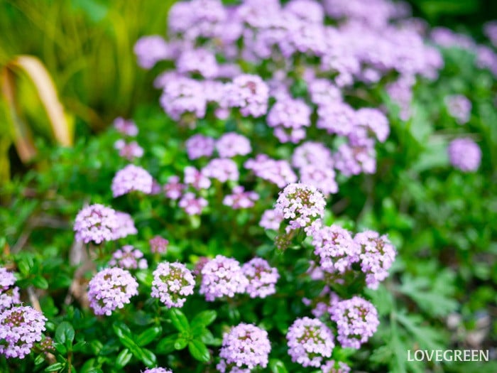 クリーピングタイム