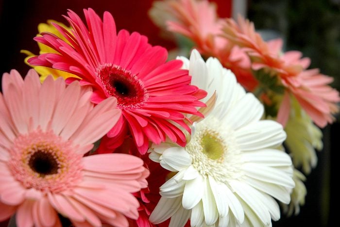 Canva画像 ガーベラ