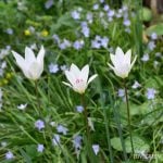 原種チューリップ