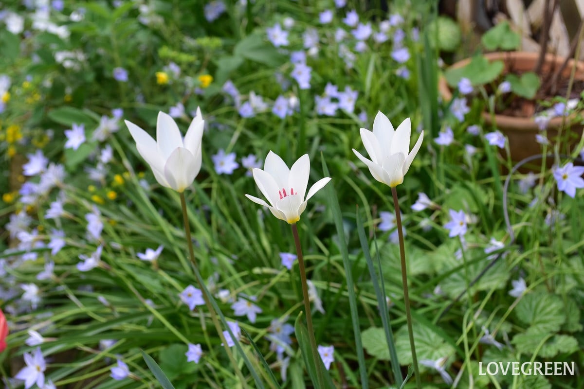 植えっぱなしで毎年開花。スタイル抜群、原種チューリップ・クルシアナ系