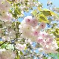 八重桜 普賢象