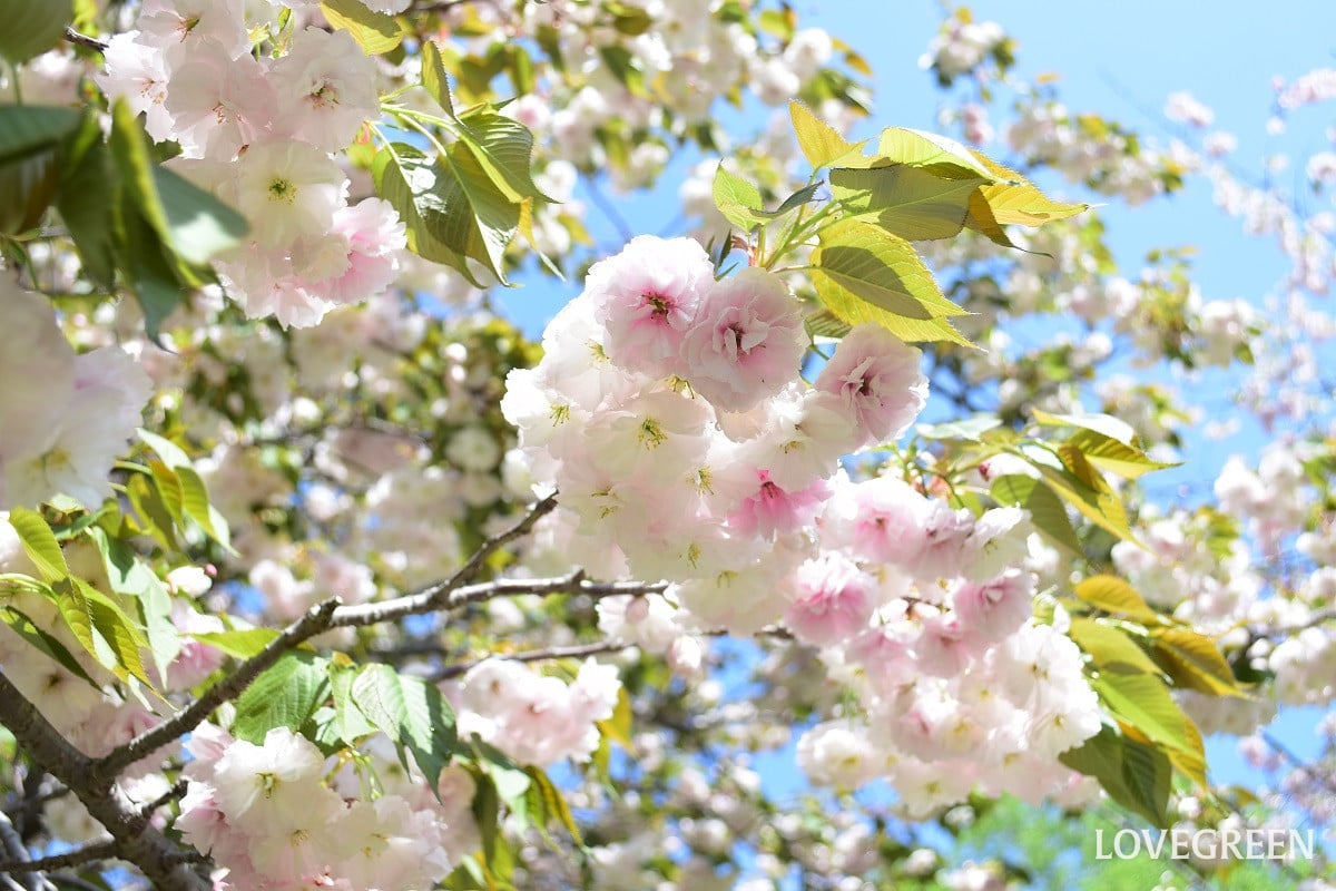 八重桜 普賢象(フゲンゾウ)|4月中旬に見ごろを迎える桜