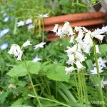 ヒヤシンソイデス