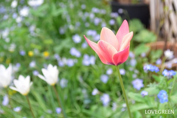 原種チューリップ　アニカ