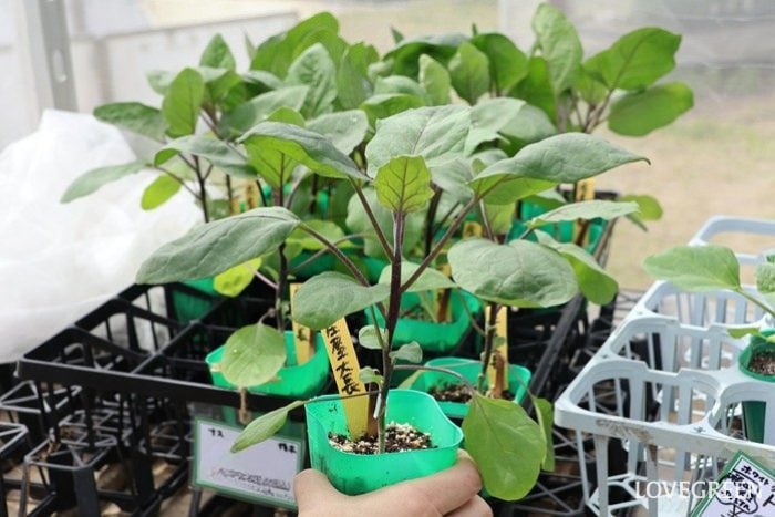 ナス　庄屋大長