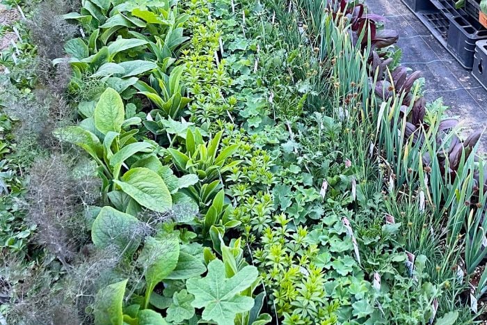 畑やかとうふぁーむ連載