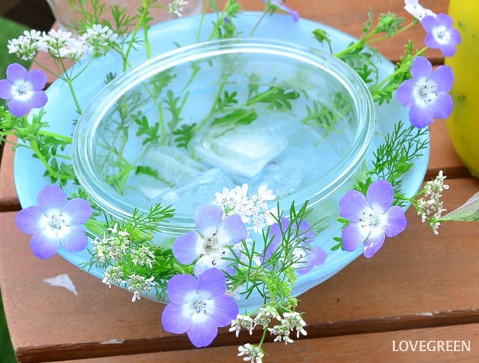 ネモフィラ 花あしらい