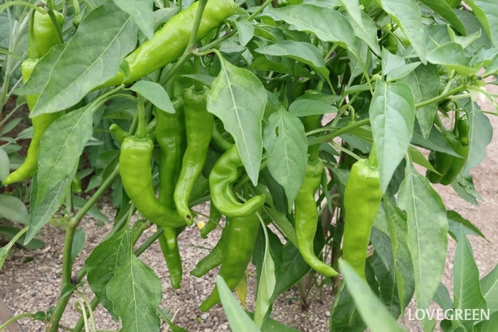 甘とう美人　甘とうがらし