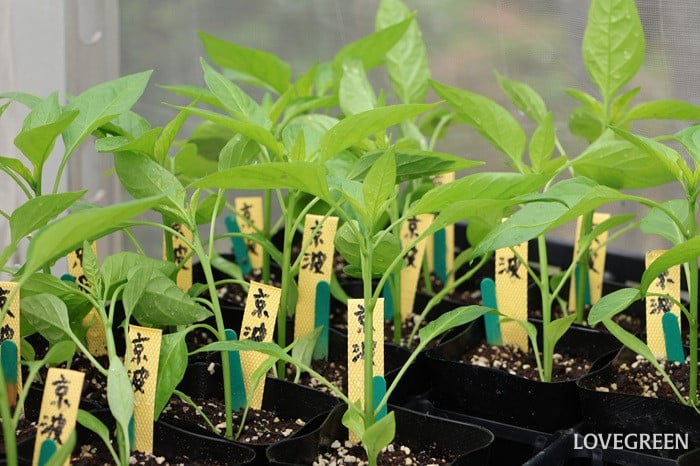 ピーマン　京波