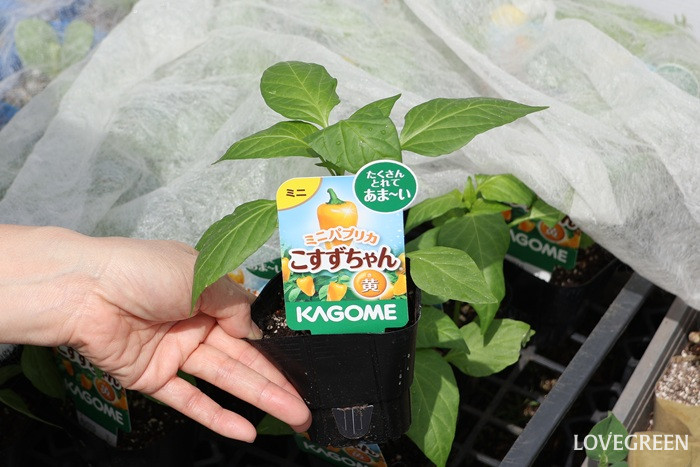 ミニパプリカ・こすずちゃん