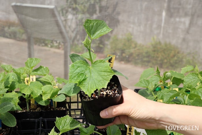 キュウリ　夏すずみ