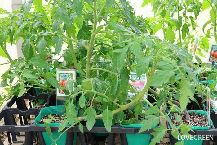 トマト　家庭菜園
