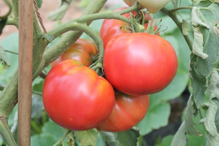 写真提供　アグリス成城