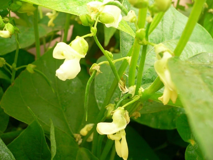 写真提供　アグリス成城