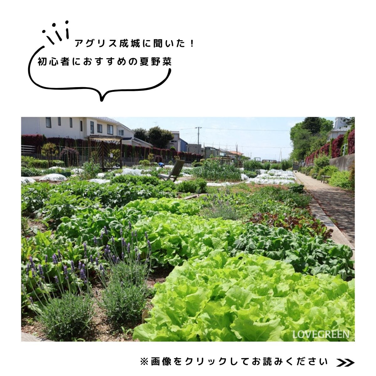 アグリス成城　初心者におすすめ野菜