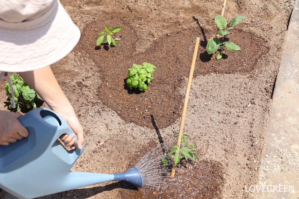 初心者でもよく育つ! 夏野菜の植え付け6つのポイント