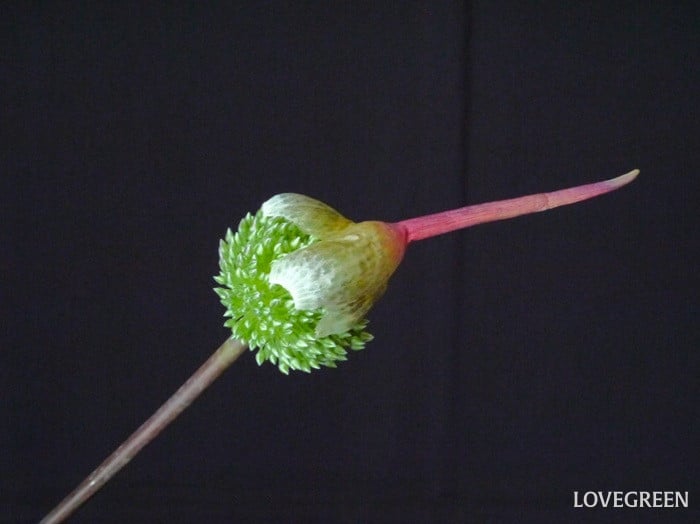 アリウム・サマードラマー