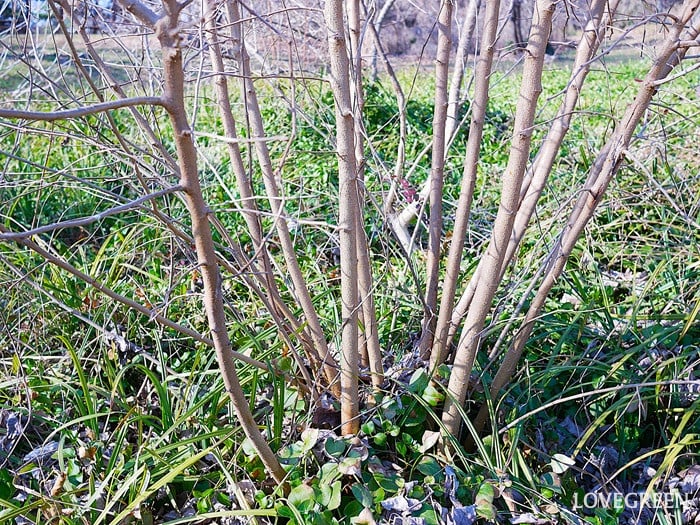株立ち