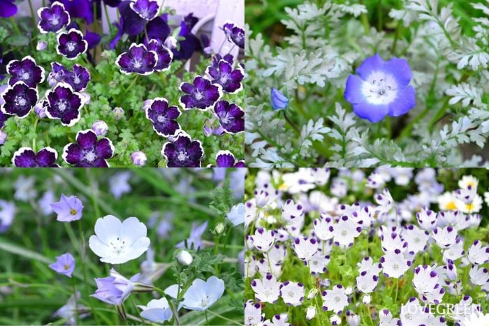 ネモフィラの品種4種