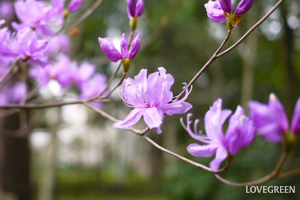 春のお庭を彩るツツジの魅力｜和風から洋風のお庭までなじむ種類と育て方