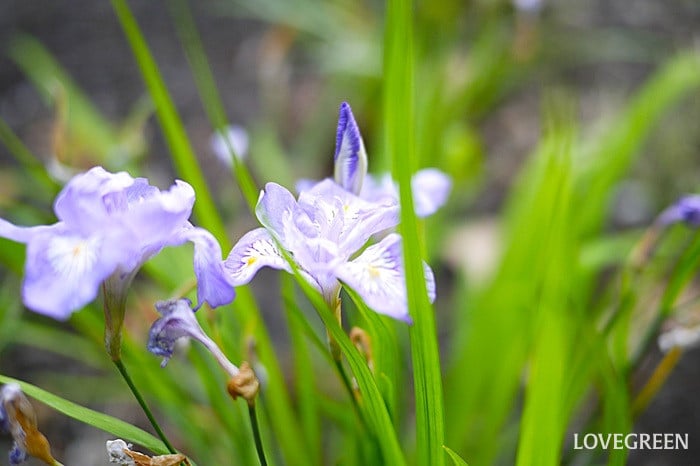 ヒメシャガ2小 ヒメシャガ