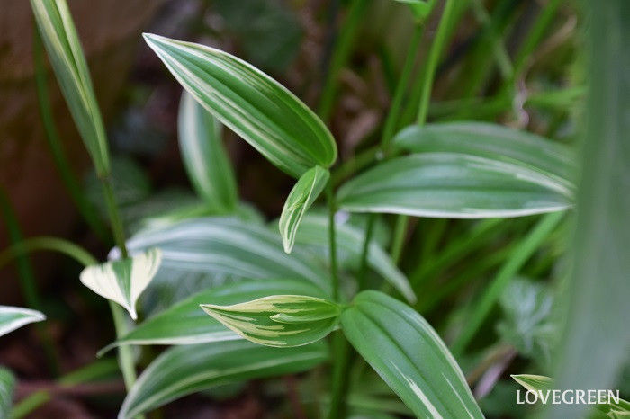 ホウチャクソウ