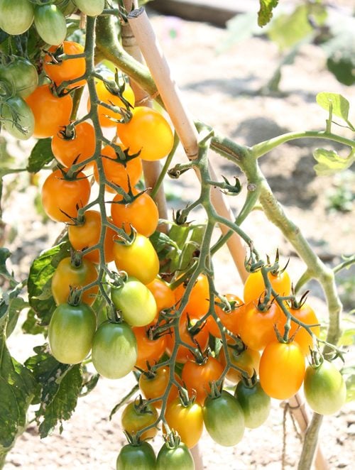 写真提供　アグリス成城