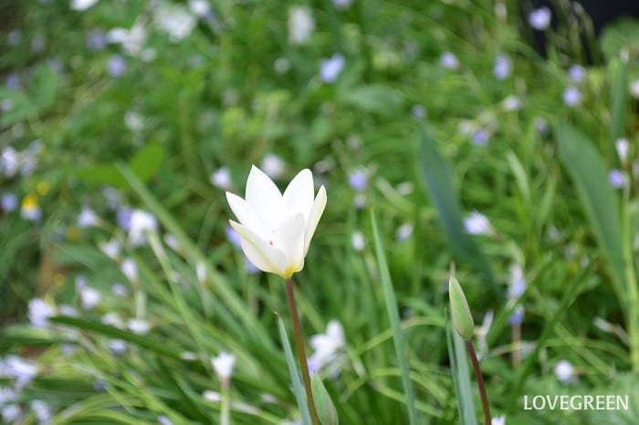 原種チューリップ