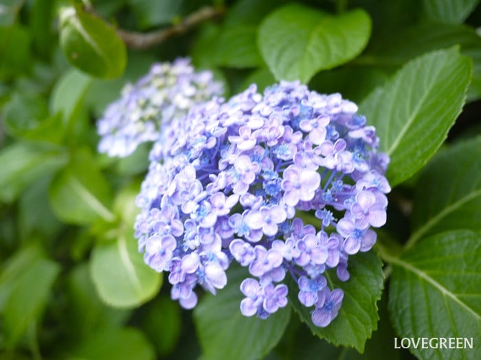 紫陽花