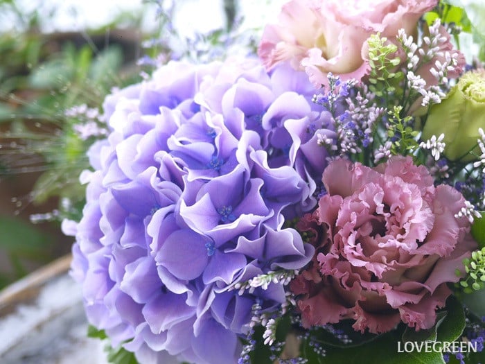 紫陽花の特徴と魅力