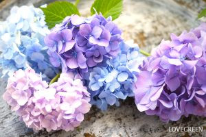 紫陽花