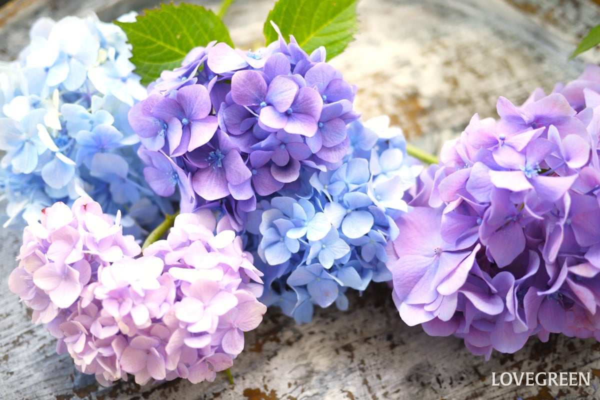 雨が似合う花 紫陽花｜日本の梅雨を彩る優しい花木