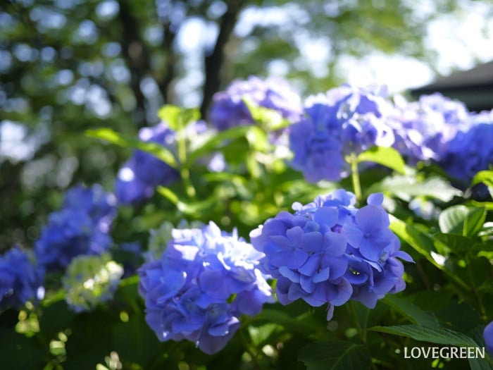 紫陽花