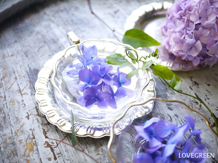 紫陽花