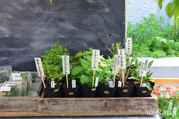 GREEN MARKET 2026春
