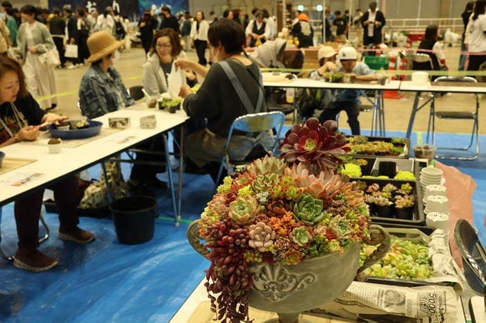 Lier.succulent リエールサキュレント