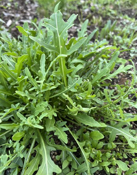 GREEN MARKET 2026春　herva&nbsp;明子さんの写真