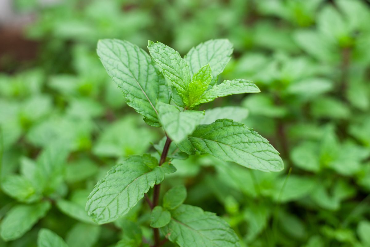 Canva画像　Mentha nemorosa　ミント　イエルバブエナ