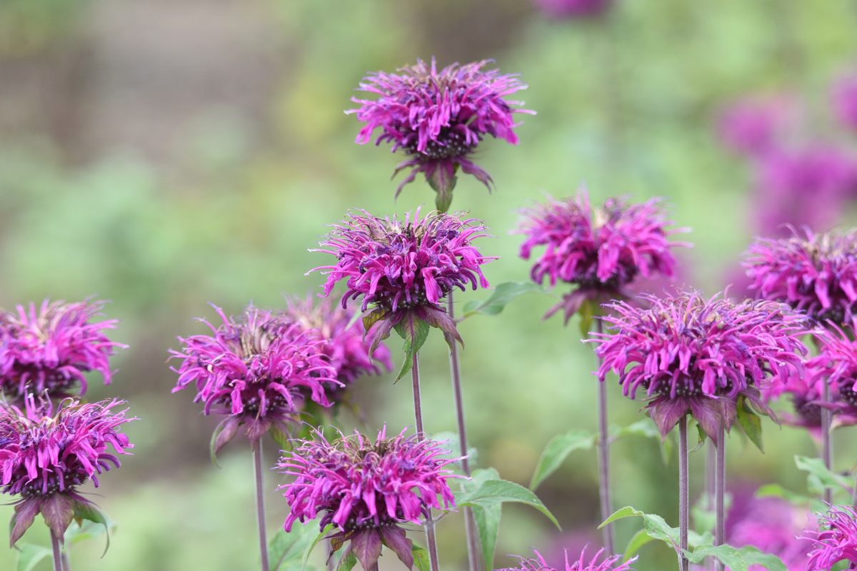 Canva画像　ワイルドベルガモット　Monarda fistulosa subsp.menthifolia.