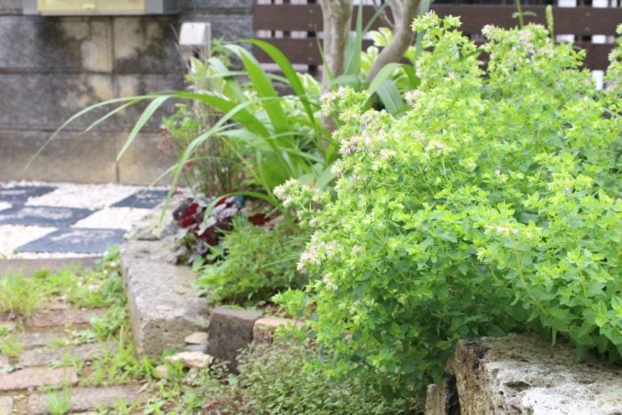 イエソト空間の達人たち③｜築古の家を心地良く育てる、庭と部屋を植物が行き来する暮らし