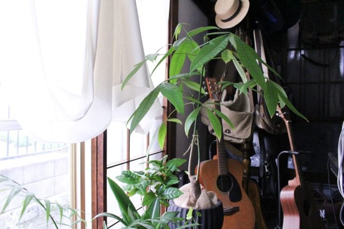 イエソト空間の達人たち③｜築古の家を心地良く育てる、庭と部屋を植物が行き来する暮らし