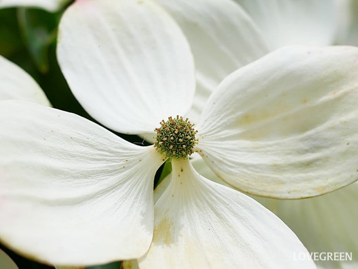 ヤマボウシの花序