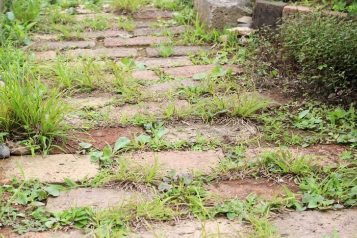 イエソト空間の達人たち③｜築古の家を心地良く育てる、庭と部屋を植物が行き来する暮らし