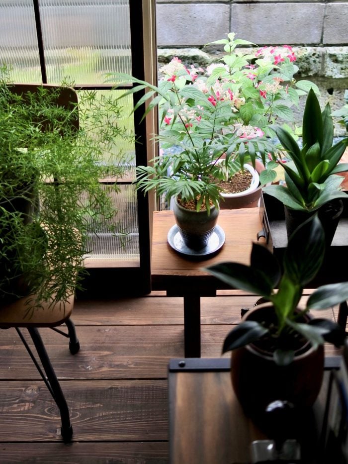 イエソト空間の達人たち③｜築古の家を心地良く育てる、庭と部屋を植物が行き来する暮らし