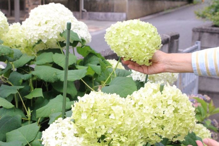 イエソト空間の達人たち③｜築古の家を心地良く育てる、庭と部屋を植物が行き来する暮らし