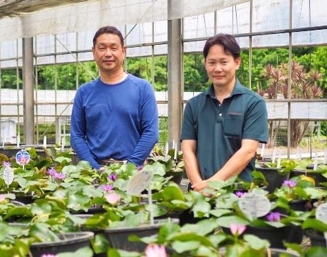 夏の窓辺が楽しくなる｜なぜ人気？熱帯ミニスイレンの魅力に迫る