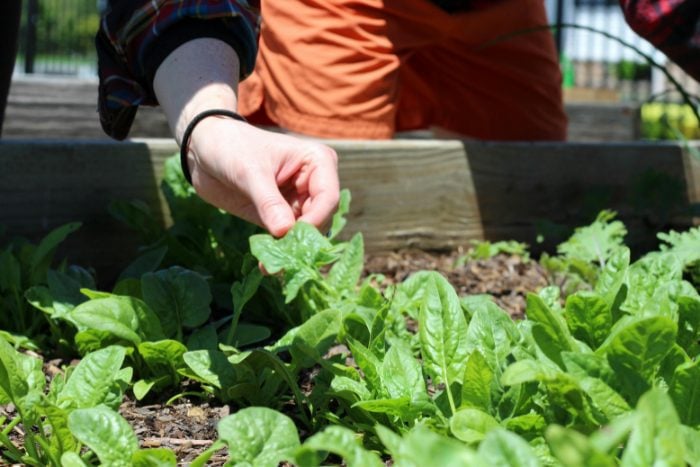 庭や植物はなぜ人を癒すのか？｜千葉大学 岩崎寛教授に聞く