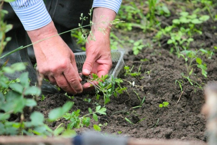庭や植物はなぜ人を癒すのか？｜千葉大学 岩崎寛教授に聞く