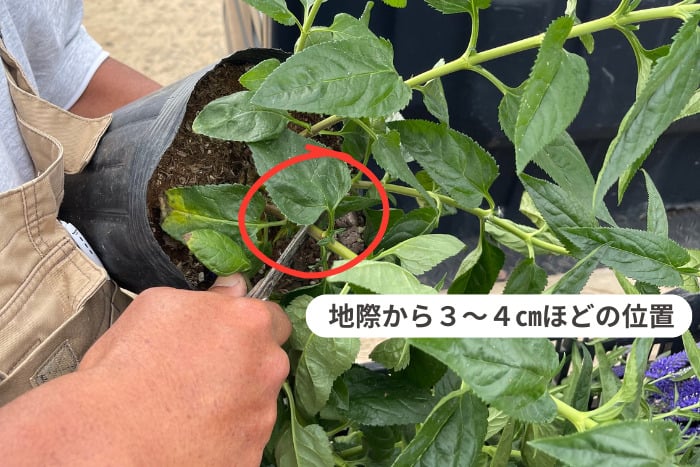 初夏の庭しごと 剪定と水やり｜畑やかとうふぁーむの自然に育つ庭づくり【6月】